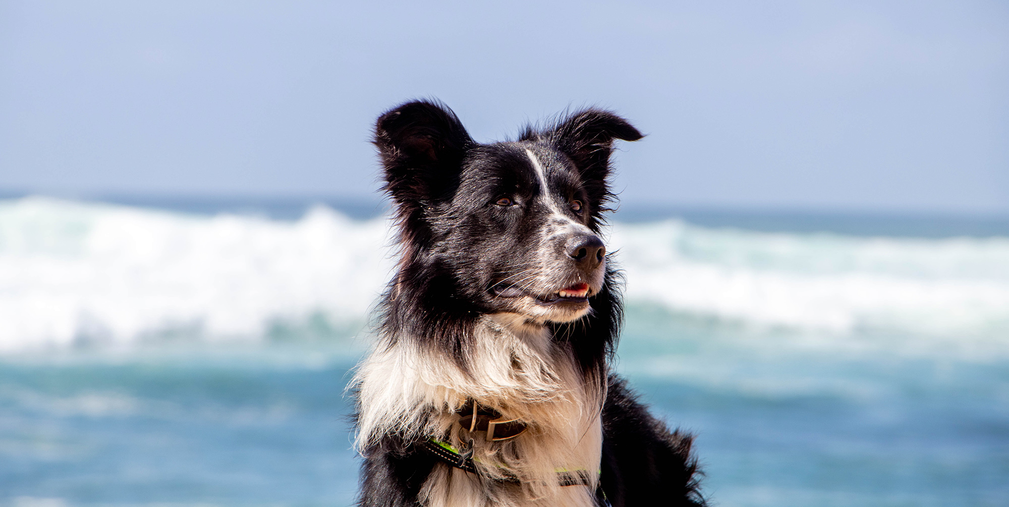 Beachdog2
